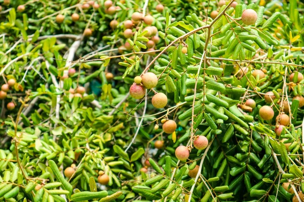 Färsk Longan Träd Trädgården Gröna Löv Bakgrund — Stockfoto