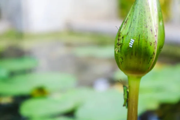 Desove Saltamontes Flor Loto Sobre Fondo Lirio Pantanoso — Foto de Stock