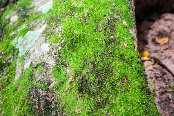 熱帯雨林の古代の木の表面で成長した緑の苔と真菌 — ストック写真