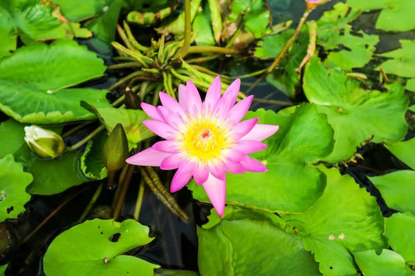 Pink White Lotus Flower Blooming Water Surface Swamp Background — Stock Photo, Image