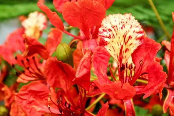 red flower boutique flame tree blooming in garden