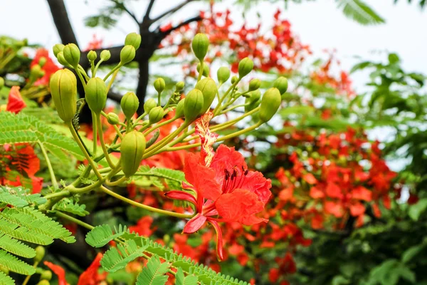 red flower boutique flame tree blooming in garden