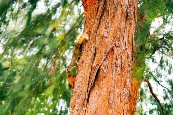 Tupai Mencium Bau Pohon Pinus — Stok Foto