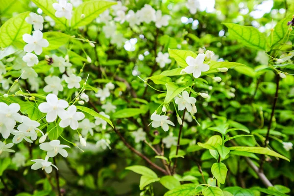 Wrightia Religiosa Madarak Osztályának Családi Apocynaceae Disztribúciót Tartalmazza Kína Guangdong — Stock Fotó