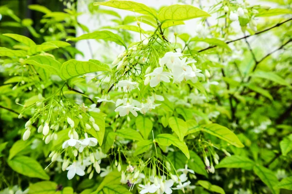 Wrightia Religiosa Uma Espécie Árvore Família Apocynaceae Sua Distribuição Inclui — Fotografia de Stock