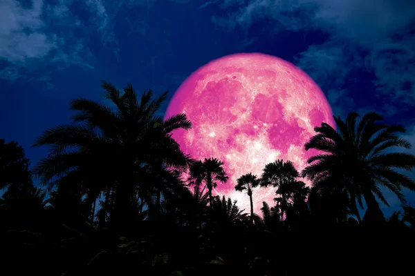 Silueta Trasera Luna Rosa Antigua Palmera Noche Cielo Azul Elementos — Foto de Stock