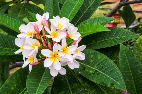 Plumeria decor flower boutique bloom in the garden