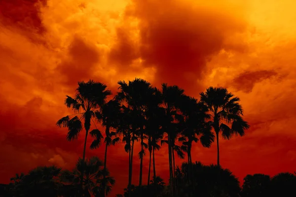 Silueta Palmas Altas Rojo Oscuro Cielo Nocturno Naranja —  Fotos de Stock