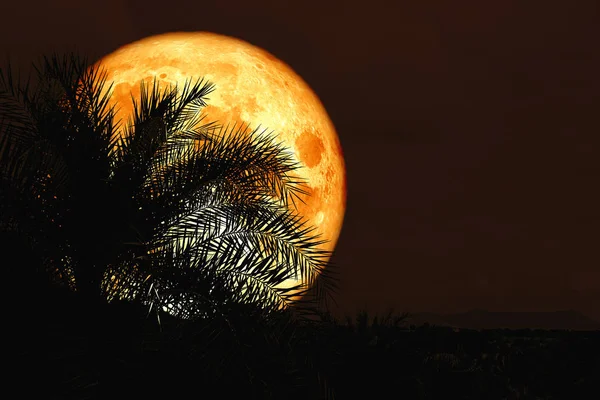 Silueta Trasera Luna Llena Sangre Antiguo Cielo Nocturno Palmeras Elementos — Foto de Stock