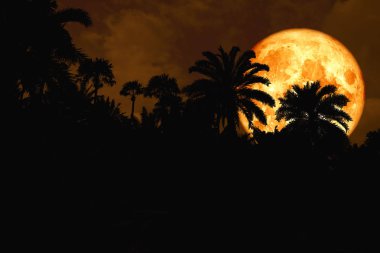 kan ay sırt siluet antik palmiye gece gökyüzünde Nasa tarafından döşenmiş bu görüntü unsurları