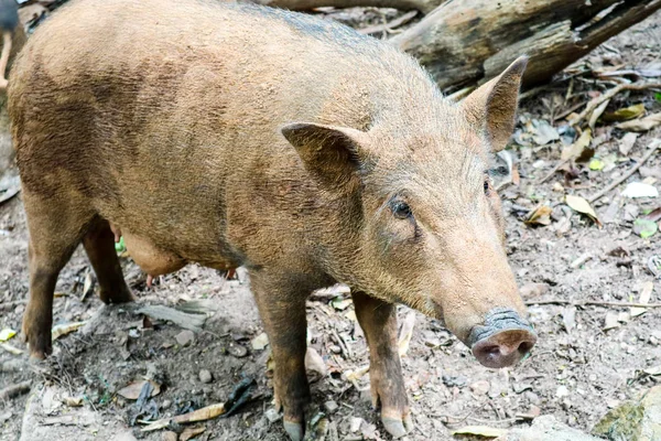 Wildschweine Finden Gemüse Auf Bauernhof Fuße Des Berges — Stockfoto