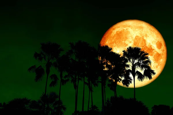 Luna Llena Sangre Nuevo Sobre Silueta Palmas Altas Cielo Oscuro — Foto de Stock