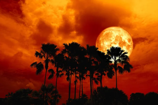 Teljes Vér Hold Vissza Silhouette Magas Pálmák Sötét Vörös Narancs — Stock Fotó