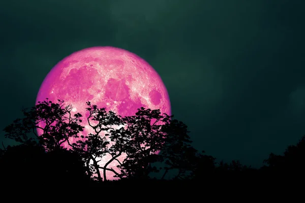 Luna Llena Color Rosa Nuevo Sobre Las Hojas Silueta Árbol — Foto de Stock