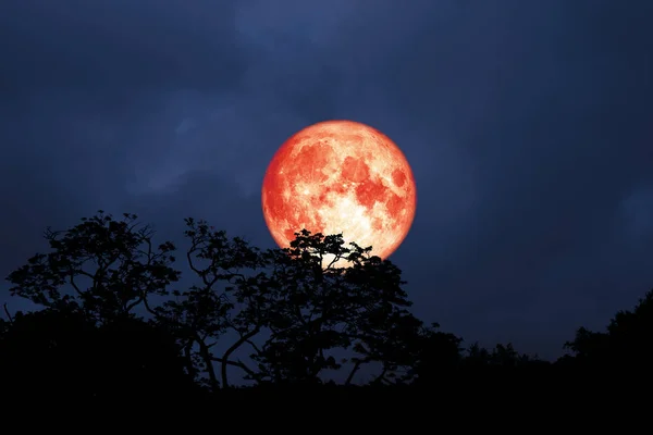 Plný Červený Měsíc Nad Siluetu Listí Stromě Noční Obloze Prvky — Stock fotografie