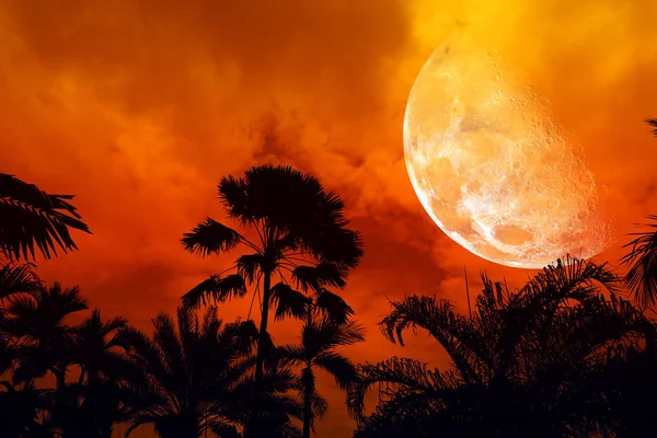 half moon back silhouette ancient tall palm night sky, Elements of this image furnished by NASA