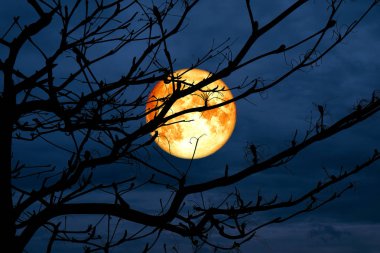 kan ay sırt siluet şube kuru ağaç gece gökyüzü, Nasa tarafından döşenmiş bu görüntü unsurları