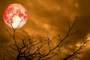 tam kırmızı kan ay geri siluet dal kuru ağaç gece mavi bulut, Nasa tarafından döşenmiş bu görüntü unsurları