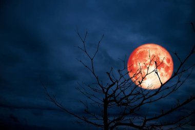 kırmızı ay sırt siluet dal kuru ağaç gece mavi bulut, Nasa tarafından döşenmiş bu görüntü unsurları