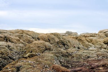 kayaların ya da mercan bir grup veya bir sırt kum su yüzey mavi gökyüzü arka plan yakınındaki resif olduğunu