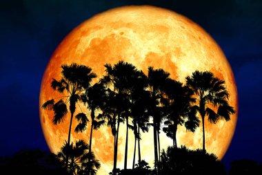 Süper tam kan ay sırt siluet yüksek palmiye karanlık gece gökyüzünde, Nasa tarafından döşenmiş bu görüntü unsurları