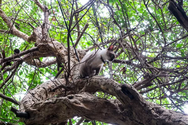 Chat Attrapé Sur Arbre Besoin Aide Parce Que Arbre Est — Photo