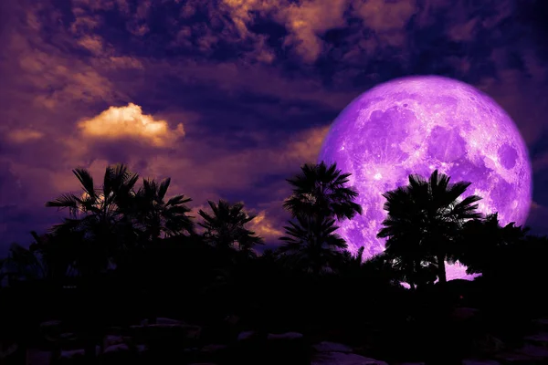 Full Purple Moon Back Silhouette Palm Tree Dark Night Heap — Stock Photo, Image