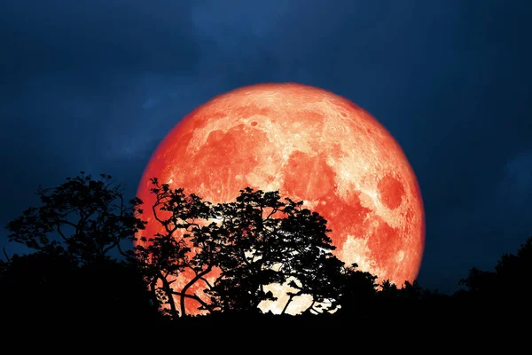 Luna Roja Llena Atrás Silueta Hojas Árbol Cielo Nocturno Elementos — Foto de Stock