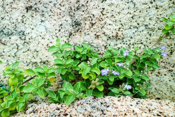 植物と砂岩の花崗岩背景に光の青い花 — ストック写真