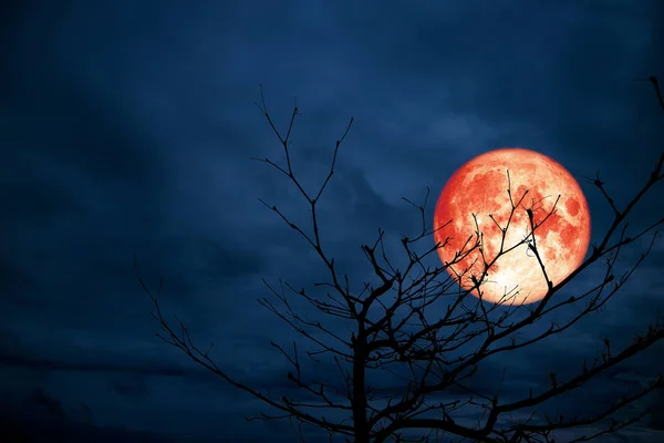 Luna Roja Atrás Silueta Rama Árbol Seco Noche Nube Azul — Foto de Stock