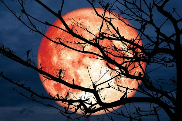 Супер Повний Червоні Кров Яні Місяць Назад Силует Відділення Сухе — стокове фото