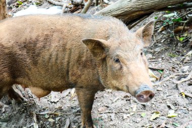 yaban domuzu kir ayak dağ çiftlikte yemek üzerinde sebze bulmak