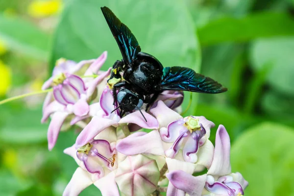 Bumble Bee Znaleźć Słodkiej Wody Korony Kwiatów Ogrodzie — Zdjęcie stockowe