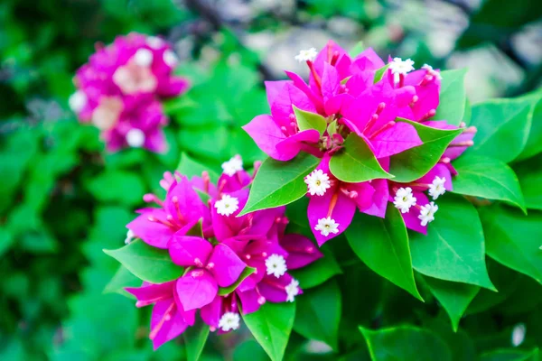 Bougainvillea Magenta Cor Pólen Branco Florescendo Jardim — Fotografia de Stock