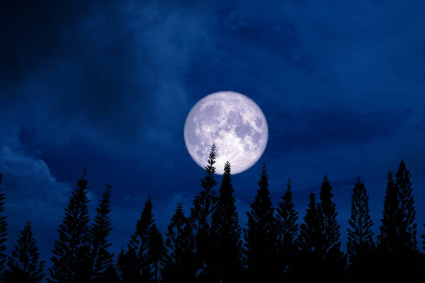 Full moon back silhouette pine in dark night sky, Elements of this image furnished by NASA