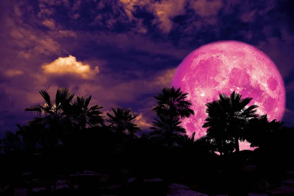 Luna Llena Color Rosa Atrás Silueta Palmera Noche Oscura Montón — Foto de Stock