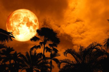 süper ay sırt siluet antik uzun palmiye gece gökyüzü, Nasa tarafından döşenmiş bu görüntü unsurları kan