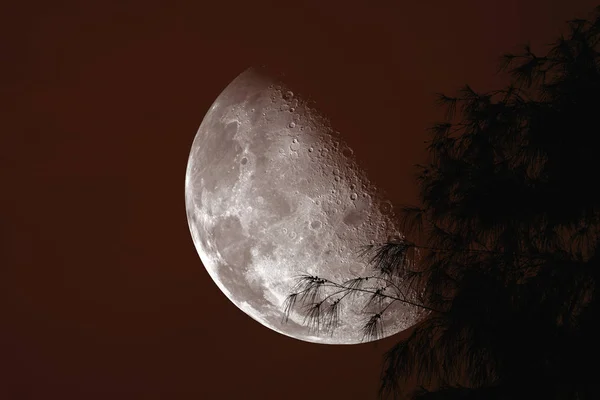 Half Moon Powrotem Sylwetka Drzewa Noc Czerwone Niebo Elementy Zdjęcie — Zdjęcie stockowe