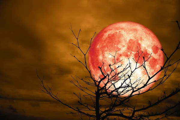 Plný Červený Měsíc Zpět Silueta Větev Suchý Strom Cloud Oblohu — Stock fotografie