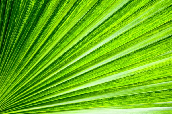 Palm Groene Schaduw Laat Textuur Aard Oppervlak Achtergrond — Stockfoto