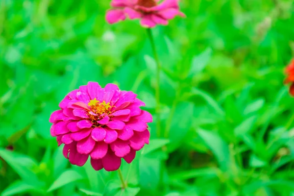 Flor Zinco Florescendo Jardim Propriedades Flor Esmagada Como Para Fazer — Fotografia de Stock