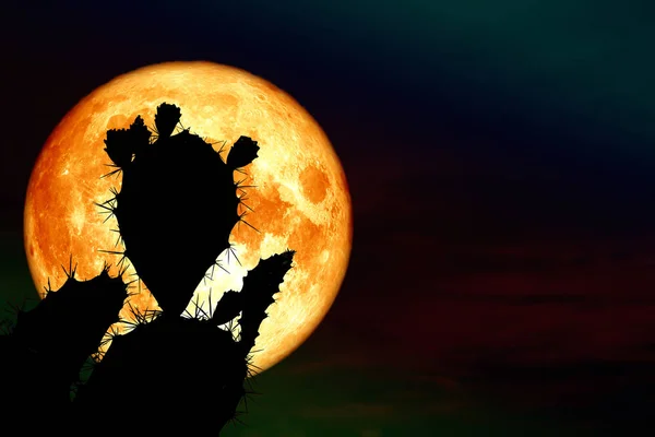 Szuper Blood Moon Vissza Silhouette Kaktusz Sivatagban Elemek Kép Által — Stock Fotó