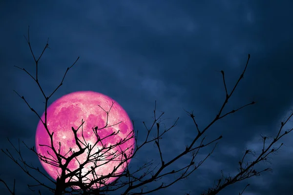 Super Rosa Luna Atrás Silueta Rama Árbol Noche Nube Elementos — Foto de Stock