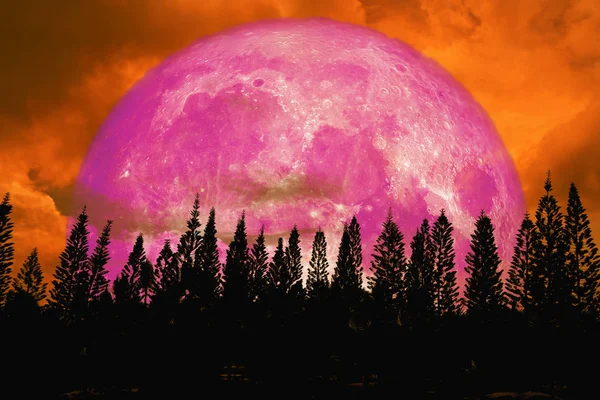 Super Rosa Luna Atrás Silueta Alta Pino Rojo Oscuro Naranja — Foto de Stock