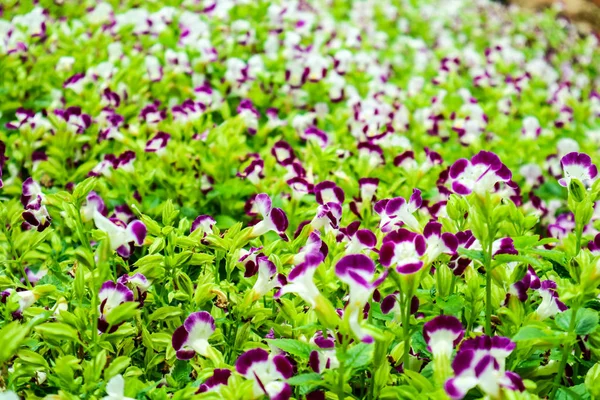 Torenia Fournieri Flor Blanca Púrpura Polen Amarillo Floreciendo Jardín — Foto de Stock
