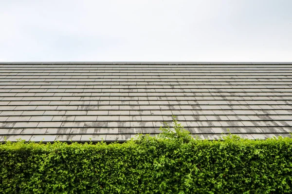 Vägg Grön Växt Natur Och Moderna Översta Taket Bakgrund — Stockfoto