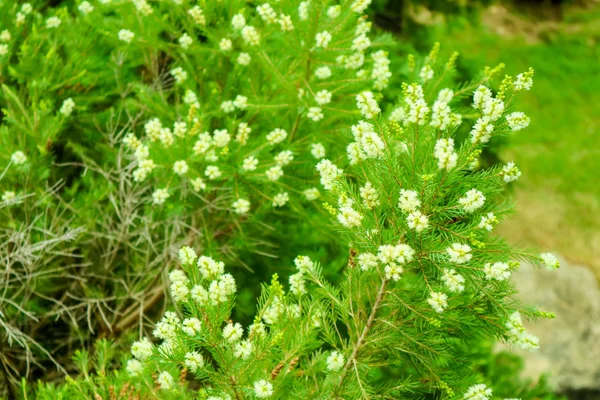 White Color Pine Flower Blooming Top Tree Green Leaves Background — Stock Photo, Image