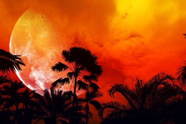 yarım ay geri siluet antik uzun palmiye ağacı gece gökyüzü, Nasa tarafından döşenmiş bu görüntü unsurları