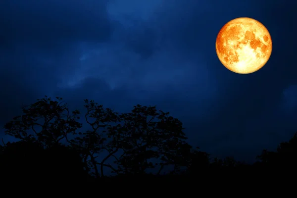Měsíc Plný Krve Zpět Nad Siluetu Listí Stromě Noční Obloze — Stock fotografie