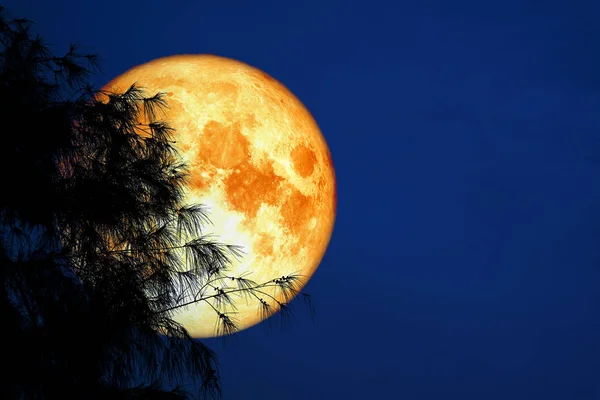 Lua Cheia Sangue Volta Silhueta Árvore Céu Noturno Elementos Desta — Fotografia de Stock